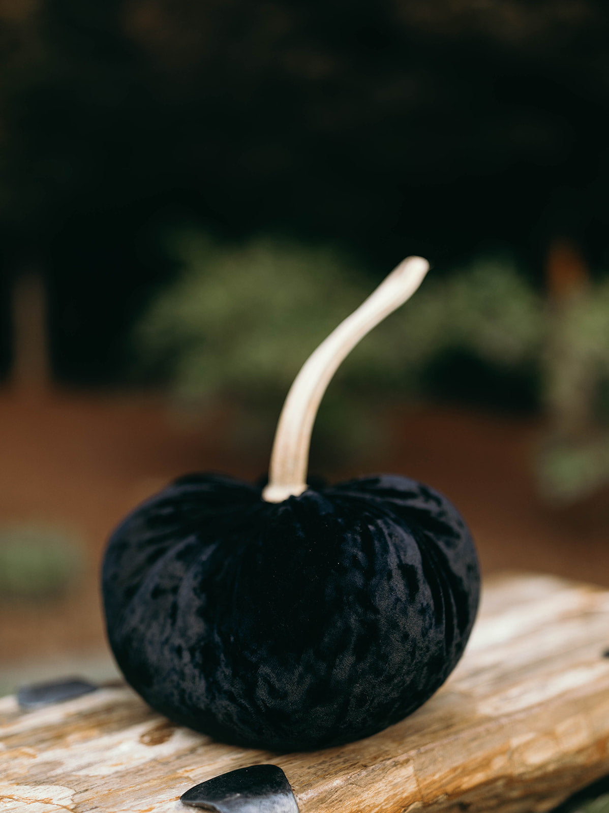 Jet Black Pumpkin
