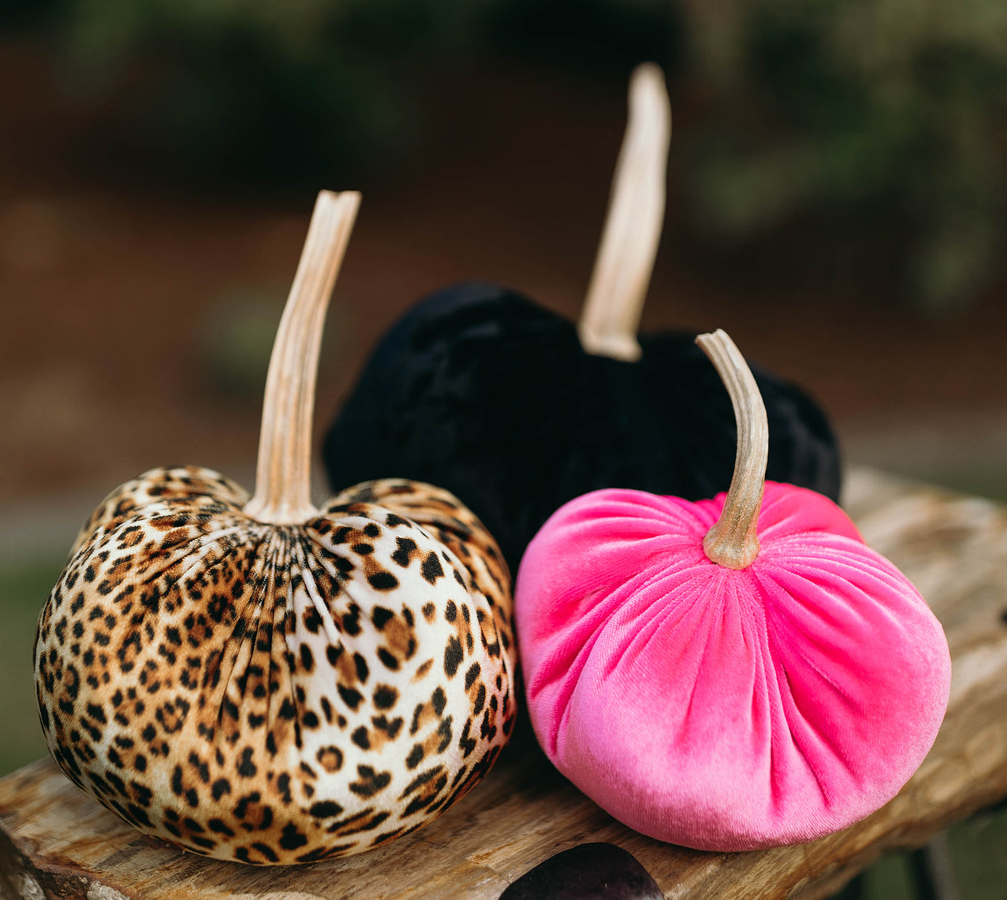 Jet Black Pumpkin