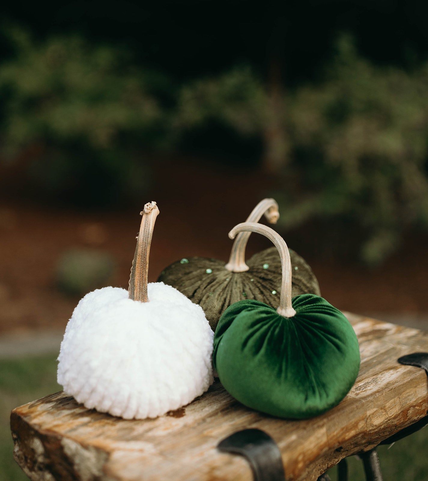 Evergreen Pumpkin Trio